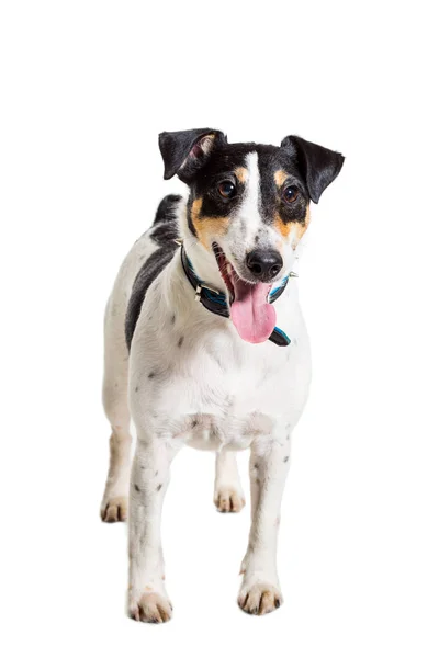 Fox terrier posing in studio on white background. isolated — Stock Photo, Image