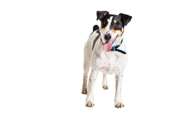 Fox terrier posant en studio sur fond blanc. isolé — Photo