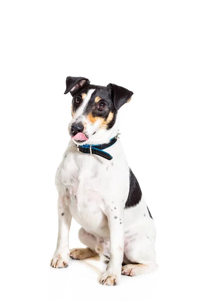 Fox terrier posing in studio on white background. isolated — Stock Photo, Image