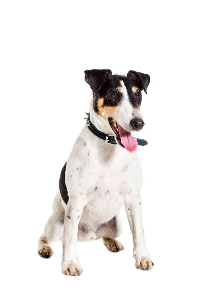 Fox terrier posing in studio on white background. isolated — Stock Photo, Image