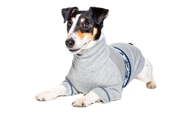 Fox terrier posa in studio su sfondo bianco. isolato — Foto Stock