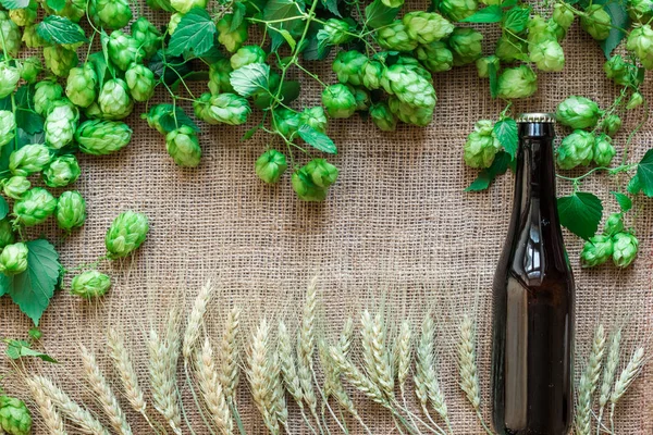 Botella de cerveza con ingredientes de elaboración. Hop flor con trigo. Vista superior — Foto de Stock