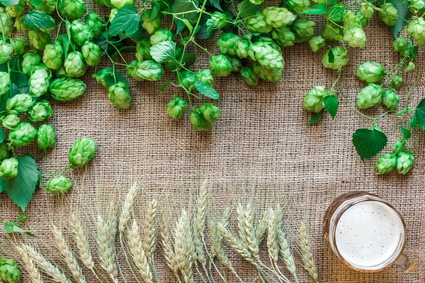 Verde fresco lúpulo con trigo y cerveza como área de texto de marco de espacio de copia sobre fondo de saco — Foto de Stock