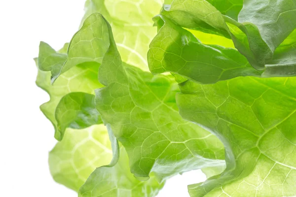 Свежий салат один лист изолированы на белом фоне. lose-up — стоковое фото