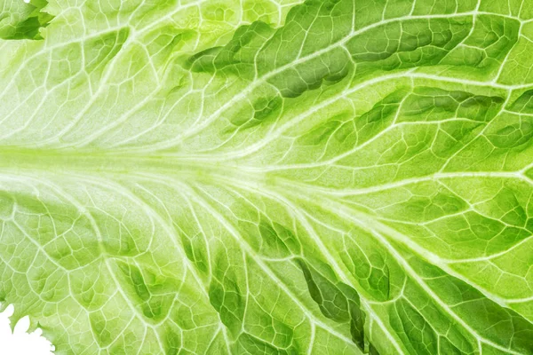 Свежий салат один лист крупным планом — стоковое фото