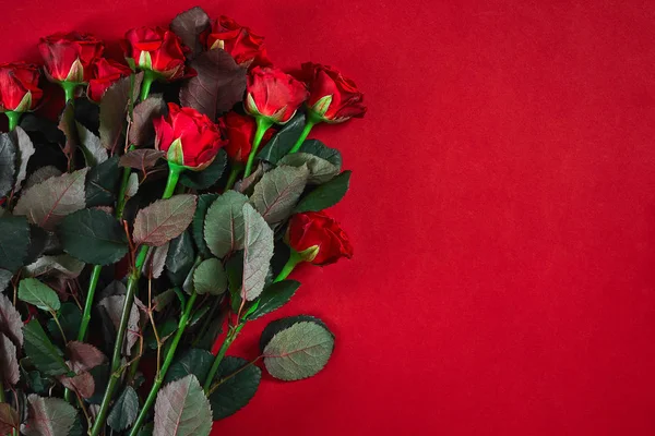 Close-up van de mooie rode rozen boeket op rode achtergrond voor valen — Stockfoto