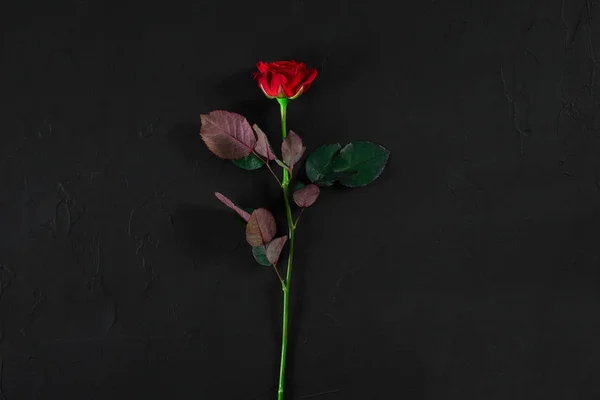 Una rosa roja oscura sobre fondo negro. Vacío romántico de San Valentín — Foto de Stock