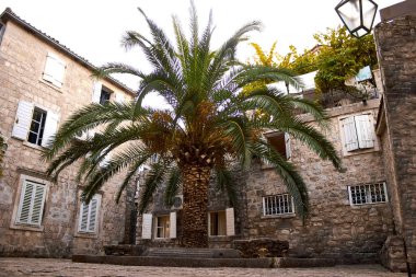 Old Town Budva, Montenegro. We see house and a tall palm