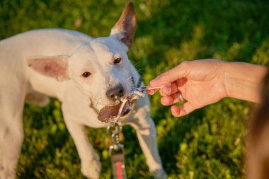 Köpek Parson Russell Terrier cinsi sahibi ile Green Park 'ta oynuyor. Yaz zamanı ya da sonbaharın başlangıcı. Doğa. Hayvan bakımı ve eğitim konsepti.
