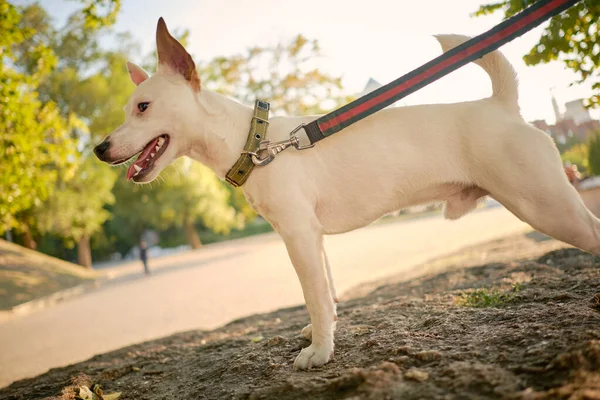 Anjing Parson Russell Terrier bermain di taman hijau dengan pemiliknya. Waktu musim panas atau awal musim gugur. Alam. Konsep Pet Care and Training. — Stok Foto