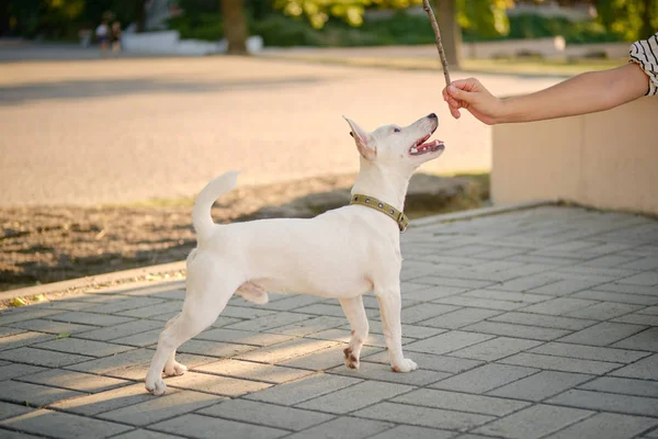 Dog Parson Russell Terrier φυλή παίζει στο πράσινο πάρκο με τον ιδιοκτήτη του. Καλοκαίρι ή αρχές του φθινοπώρου. Η φύση. Έννοια φροντίδας και κατάρτισης για ζώα συντροφιάς. — Φωτογραφία Αρχείου