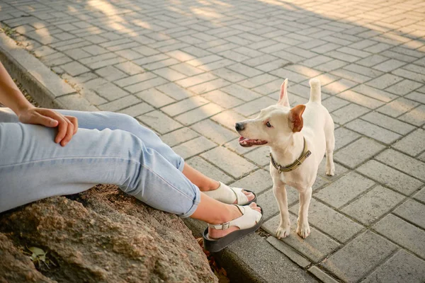 Dog Parson Russell Terrier breed is playing in green park with his owner. Summer time or beginning of autumn. Nature. Pet care and training concept. — Stock Photo, Image