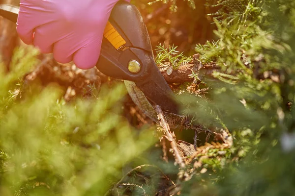 Mãos de trabalhador em luvas rosa estão aparando um galho de arbusto verde coberto usando tesouras de poda. O jardineiro está a cortar sebes na Primavera. Fechar — Fotografia de Stock