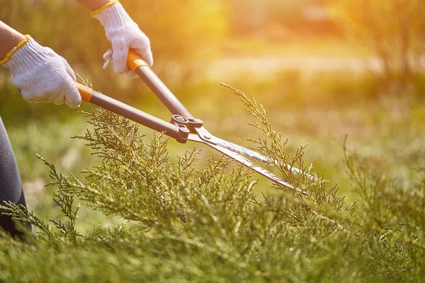 As mãos do jardineiro em luvas brancas estão aparando o arbusto verde coberto usando tesouras de sebe no quintal ensolarado. Trabalhador jardim paisagístico. Fechar — Fotografia de Stock