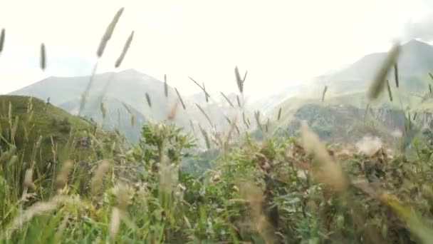 草を飛んでいます。風景山パノラマ — ストック動画