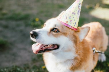 Mutlu köpek yazın, doğum günü, tatil, kutlama, tatil şapkası