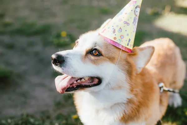 happy dog on summer, birthday, holiday, celebration,holiday hat
