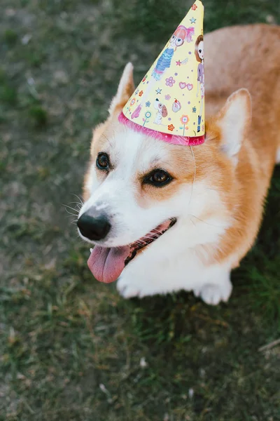Glad Hund Sommaren Födelsedag Semester Fest Semester Hatt — Stockfoto