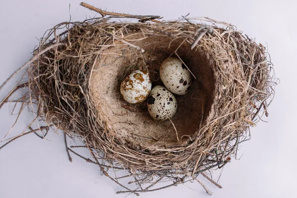 A nest with three eggs. Royalty Free Stock Images