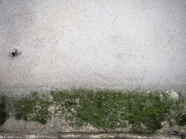 Moss ile duvar doku.