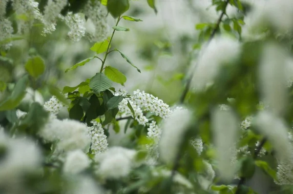 Blanco pájaro cereza muchas flores — Foto de Stock