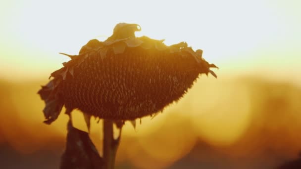 Large sunflower head. Ripe and ready for harvest. Swaying in the wind at sunset on a background of orange sky — Stock Video