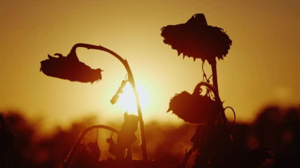 Silhuetter, solsikke, svaier i vinden ved solnedgang. Klar til innhøsting – stockvideo