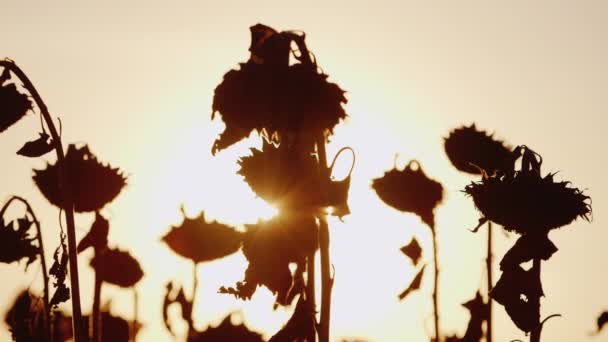 Los rayos del sol brillan a través de los tallos de girasol maduro. Al atardecer, el girasol ya está maduro y listo para la cosecha — Vídeos de Stock