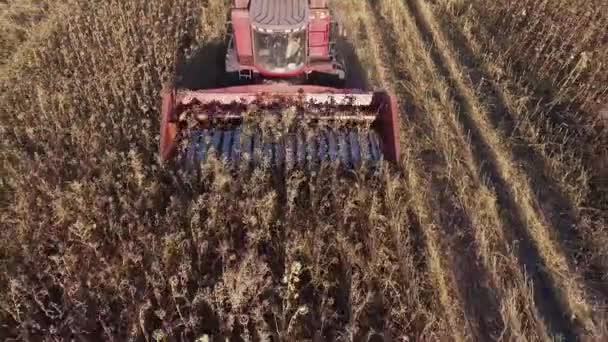 Combineer oogsten van zonnebloem. Uitzicht van bovenaf, kan men het mechanisme van de Harvester zien, die de stengels snijdt. Combineer snelle ritten op het veld — Stockvideo