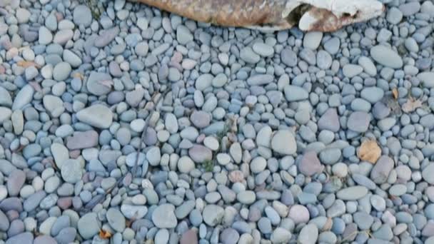 Een dode vissen ligt op het strand van Lake Ontario in de Verenigde Staten — Stockvideo