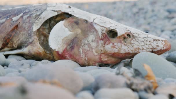 Huvudet av den döda sturgeon, ligger på den klippiga stranden — Stockvideo