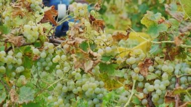 Bağ çalışıyorum. Olgun beyaz üzüm demet toplamak