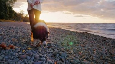 Köpek bir göl ya da deniz kıyısında yürüyüş. Avustralyalı çoban hostes yanında olduğunu. Sunset bulvarında