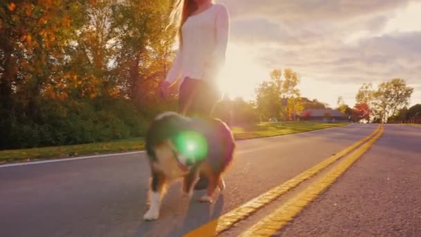 Walk with Australian shepherd in a park. The hostess is a dog on the leash, she goes with her — Stock Video