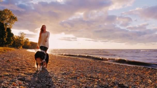 Gå med en hund i solnedgången. Ung kvinna är på en koppel Australian shepherd dog på stranden av en sjö eller havet. Orange himlen i bakgrunden — Stockvideo