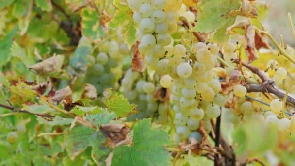 Ramo de uvas blancas cortadas con tijeras. Trabajo en el viñedo — Vídeos de Stock