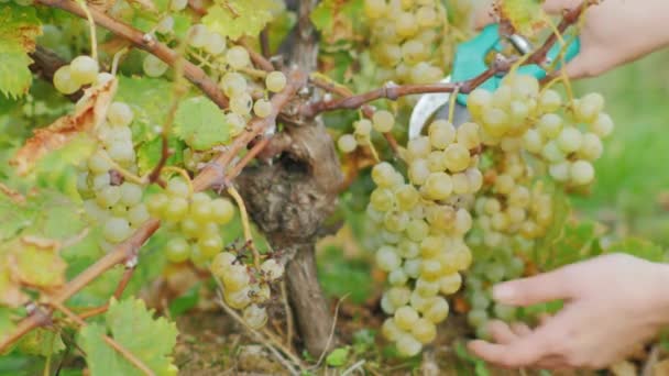 As mãos com tesoura cortam grandes cachos de uvas maduras suculentas — Vídeo de Stock
