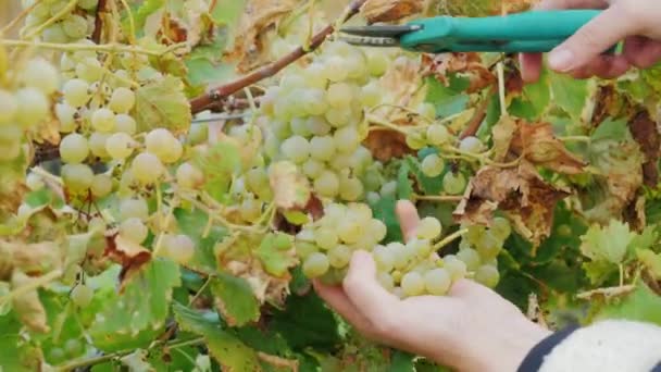 Bekerja di kebun anggur. Tangan dengan gunting, hati-hati memotong seikat anggur — Stok Video