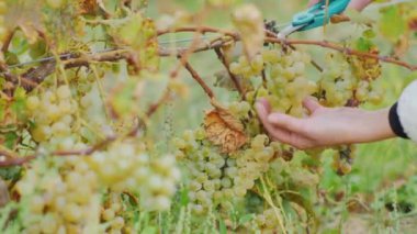 Bağ içinde cömert hasat toplama. Eller makas ile kesme, dikkatle kesin bir avuç üzüm