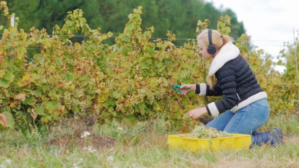 Wanita muda dengan headphone berjalan di kebun anggur. Cuts matang bunches anggur putih dan mendengarkan musik — Stok Video