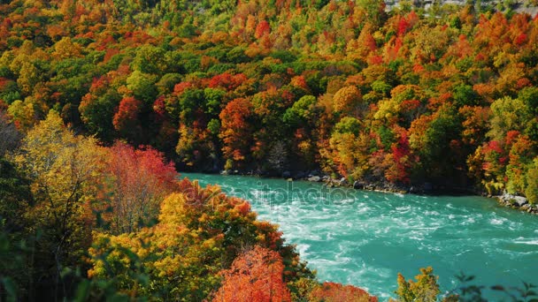 Río Niágara fluye a lo largo de la alta costa rocosa cubierta bosque otoñal. Día de otoño escénico. El popular destino turístico del estado de Nueva York — Vídeos de Stock