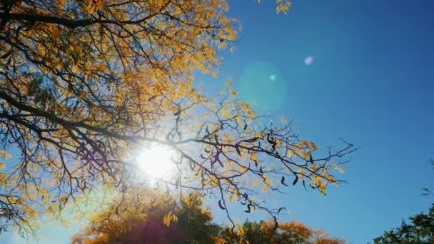 Солнце светит сквозь осенние листья дерева. Красивая вспышка и голубое небо — стоковое видео