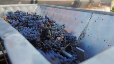 Winery içinde çalışmak. Kırmızı üzüm şarap üretimi için biler