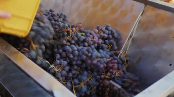 Экструдирующий машинный виноградный сок для вкусного сухого красного вина. Вылей виноград из коробки в экстракторы — стоковое видео