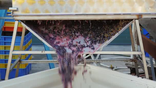 Moer uvas - material para vinho tinto. Recolhido para o recipiente — Vídeo de Stock