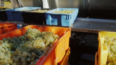 Açık havada üzüm ile renkli kutular