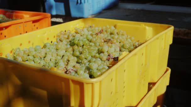 Boîtes colorées avec raisins à l'extérieur — Video