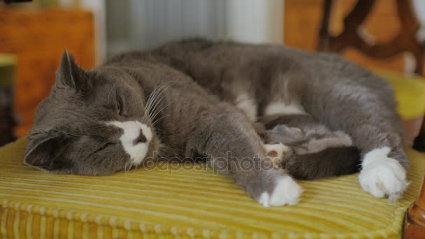 Μια μεγάλη γκρίζα γάτα ξαπλωμένη σε μια καρέκλα. Πολύ σοβαρές — Αρχείο Βίντεο