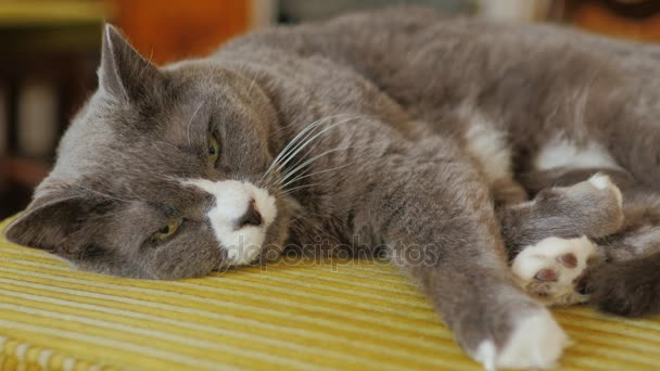 Portréja egy nagy szürke macska. Ez rejlik a ház egy székre — Stock videók
