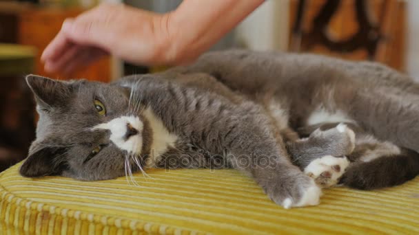 Womans kéz simogatta a nagy, súlyos, szürke macska. A macska van a házban egy székre — Stock videók